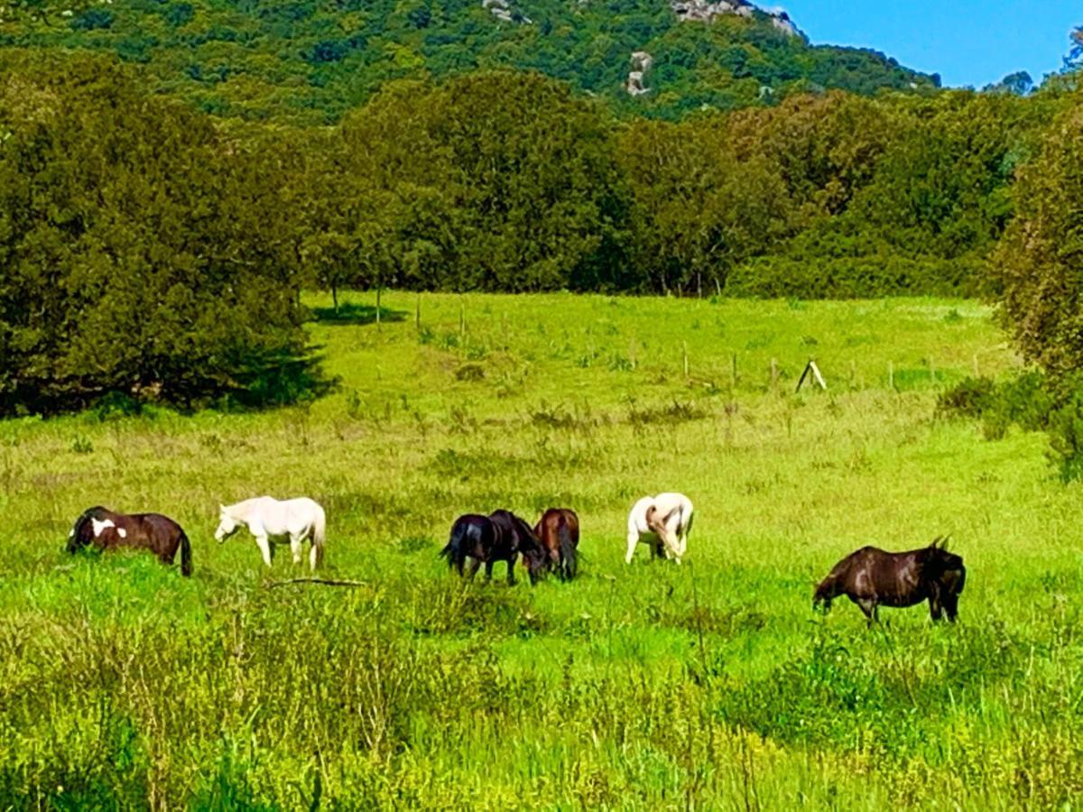 L'Aravone Lodge Sartene  Luaran gambar